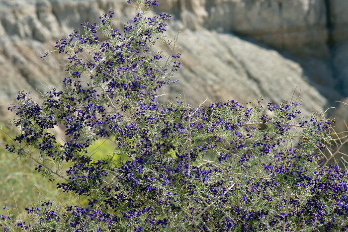 Schott's Dalea is a native shrub, relatively rare in the United States where it is found only Arizona and California. Psorothamnus schottii 